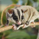 奥基鼠带你看草原