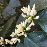 小芽菜菜