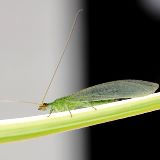 小小蚍蜉