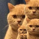 橘猫