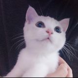 糯米糍不是糯米滋