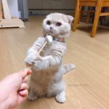 仨只小猫