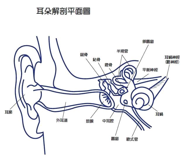 耳的结构分为外耳,中耳和内耳