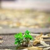 管理情绪做倔强的小草