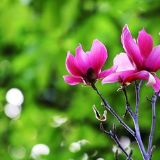 夏婆说笑话