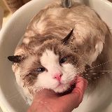 城墙边的布偶猫