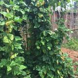 跟着彭彭看电视