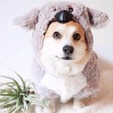 圆滚滚的小短腿