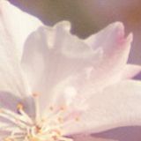 秦青曼娱乐小分队