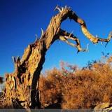 三千年胡杨的等待