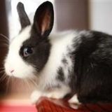 狗狗的毛是黑色的