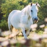 指尖传来你的温柔