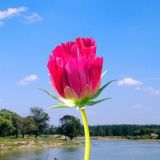 温柔敦厚的林娜