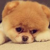 大雪纷飞落花影