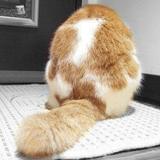 天天向上的猫小昊