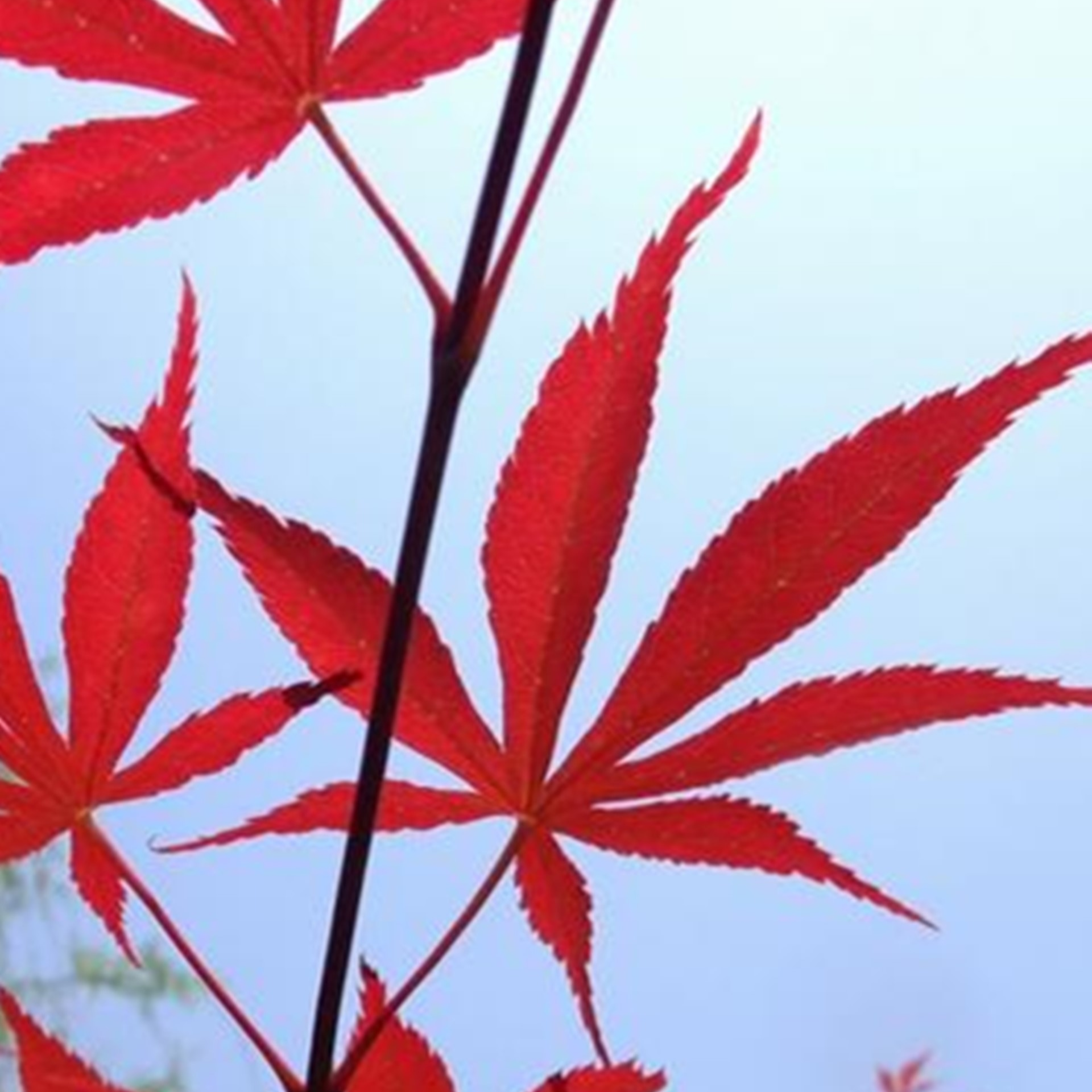 良木植物
