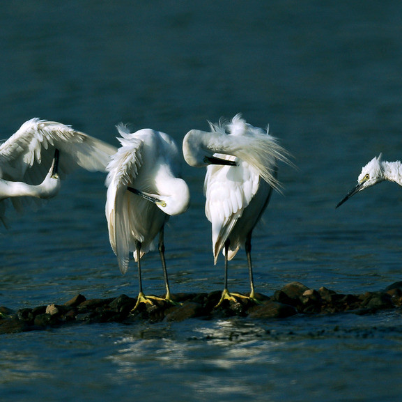 爱技术的光头哥