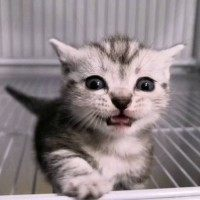 谭鱼头和他的奶猫们