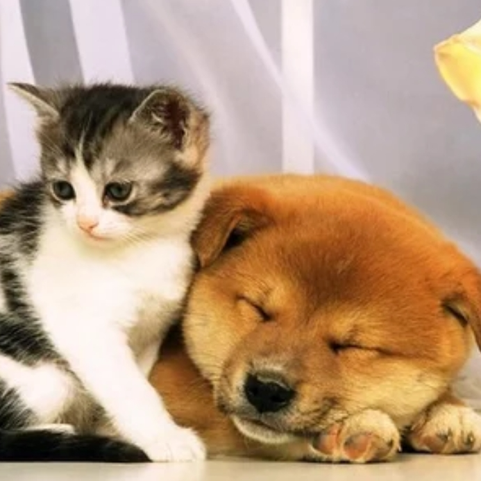 爱唠嗑的豆芽生物