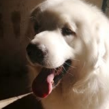 辛巴是只大白熊