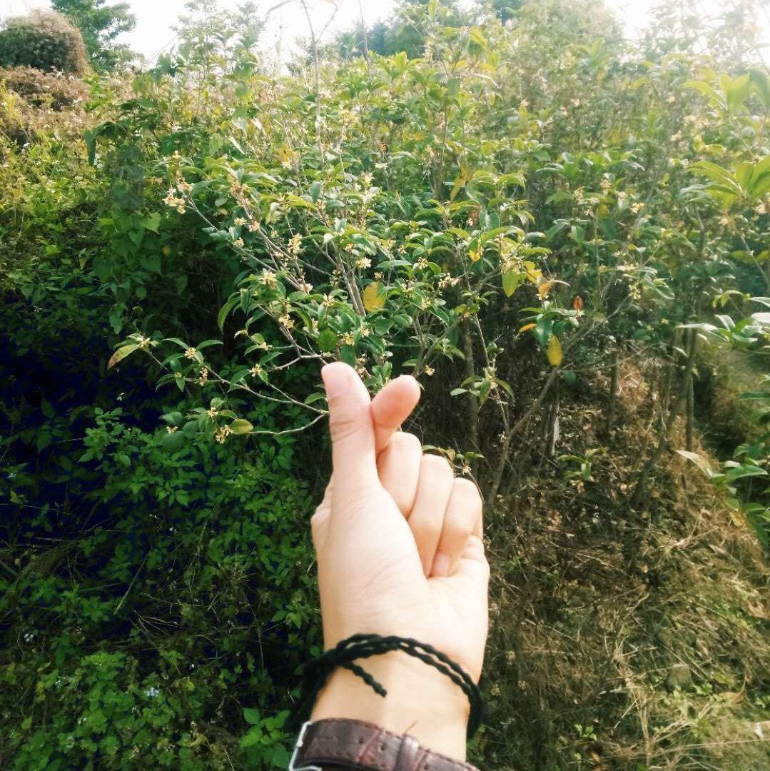 巫师和她的猫