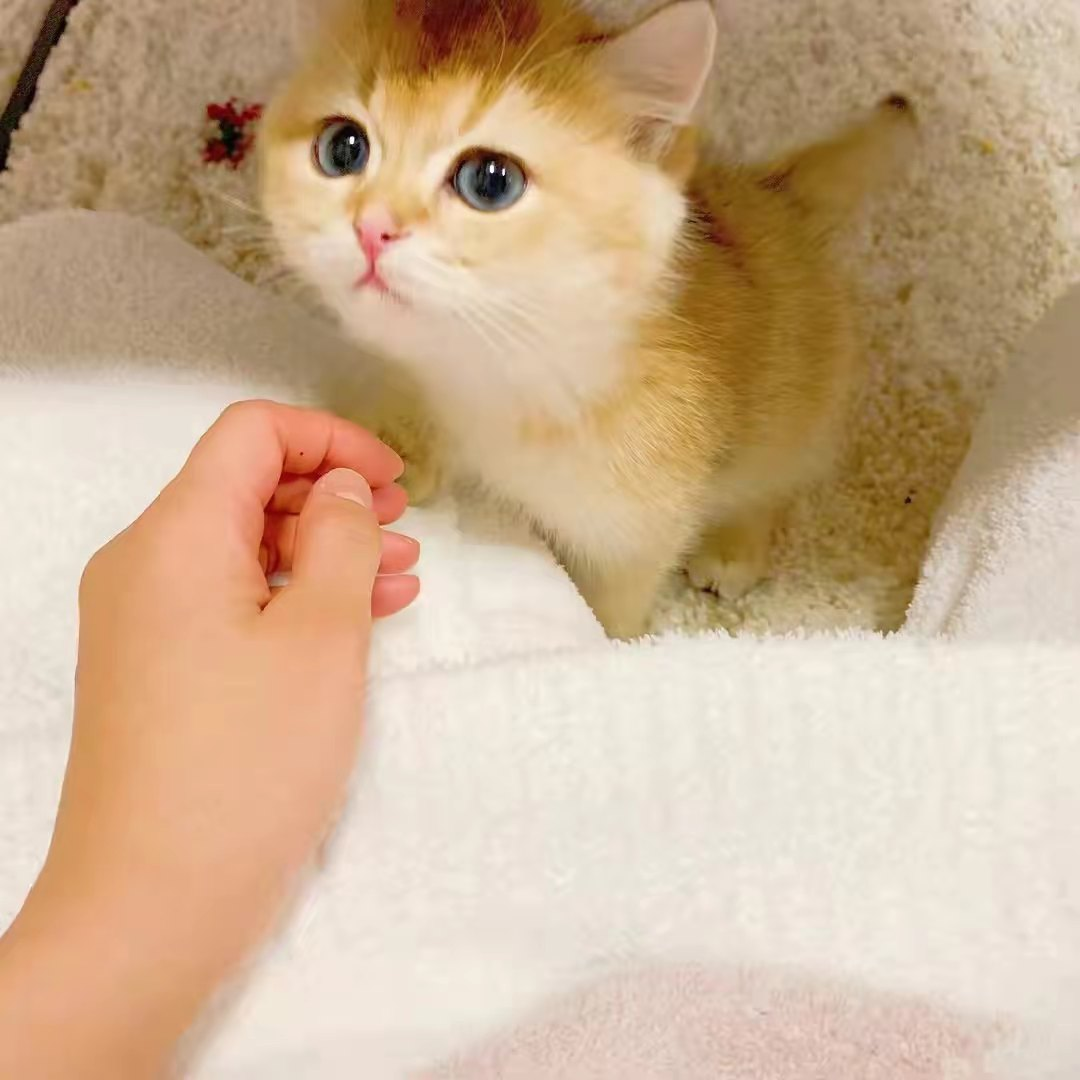 Pinky的东京日常