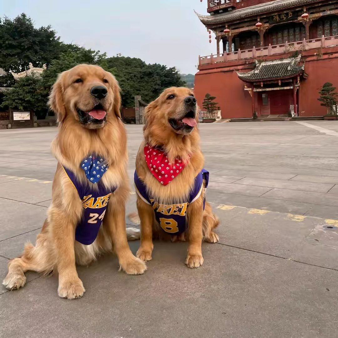 金毛旺财