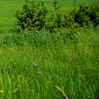 英哥、美食教做菜