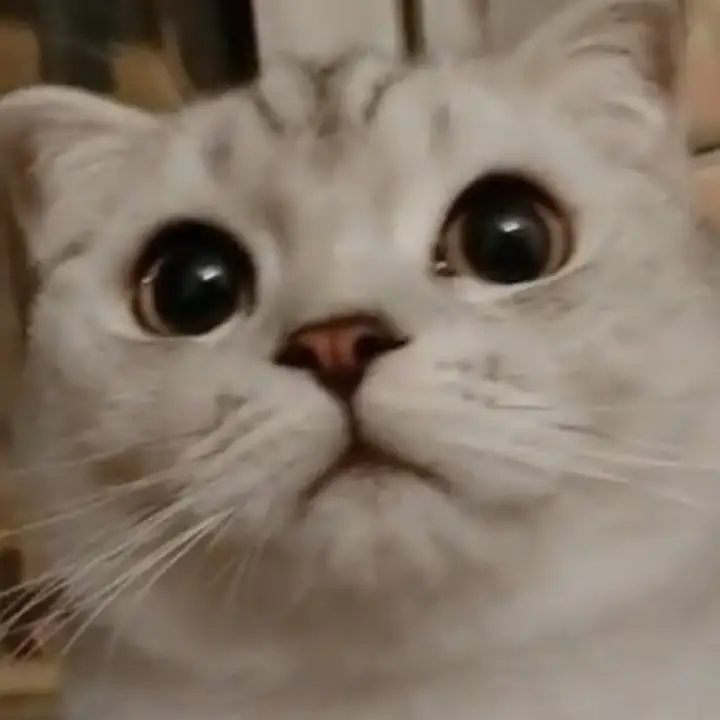 娃娃吃不吃豆包？