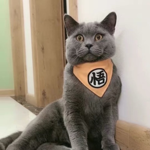 喵星人（毛毛）