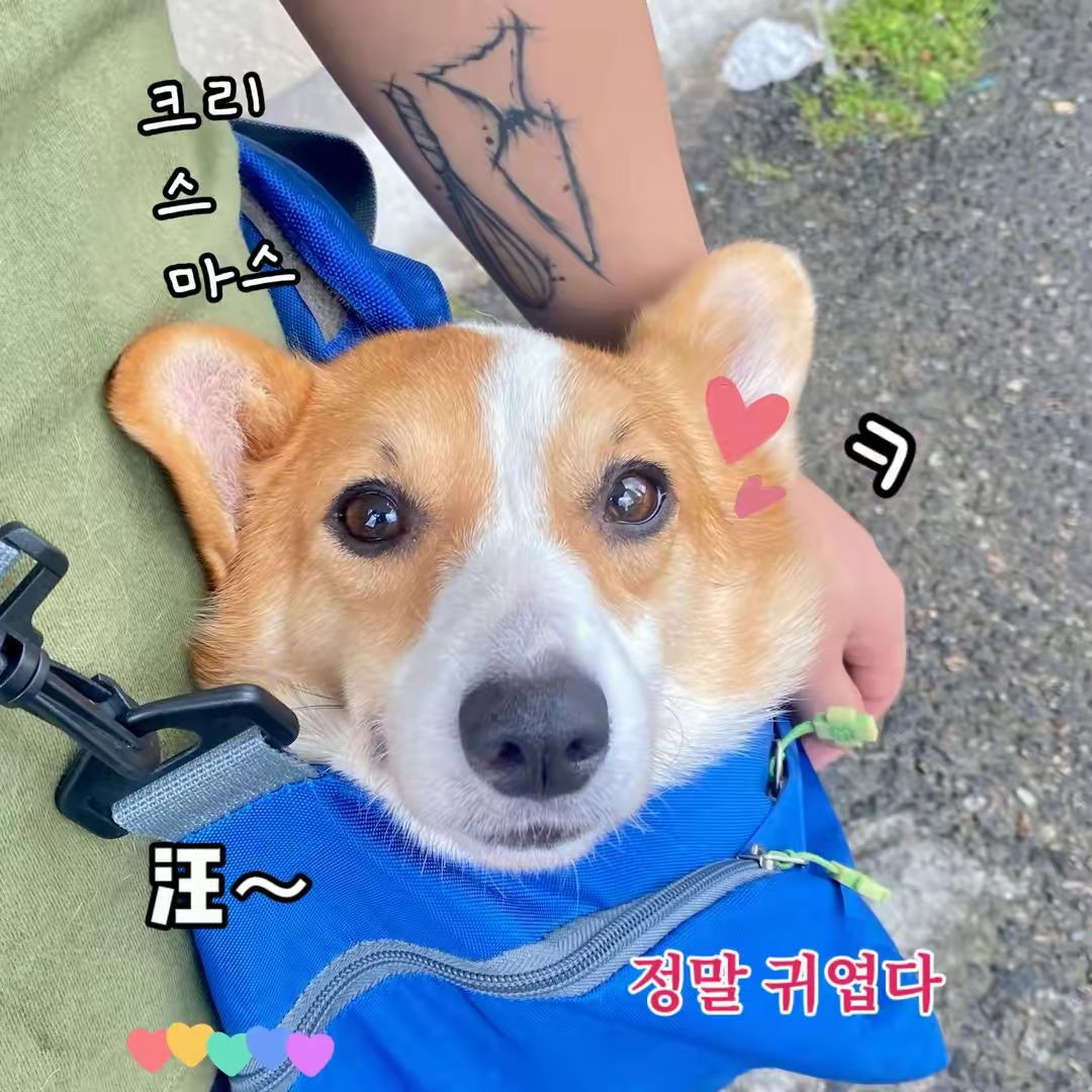 爱做甜品的陶狮斧