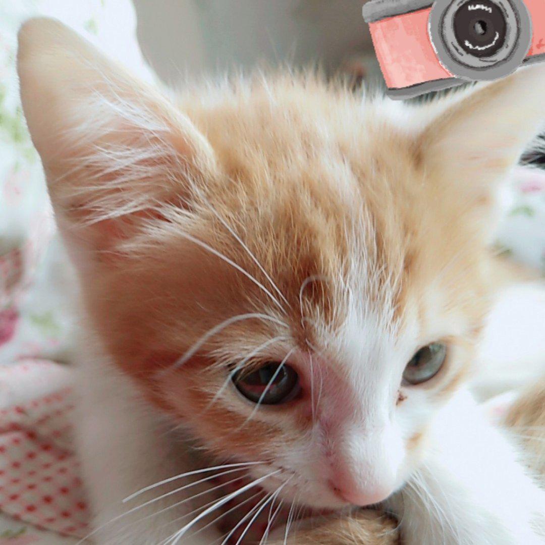 猫咪小宠