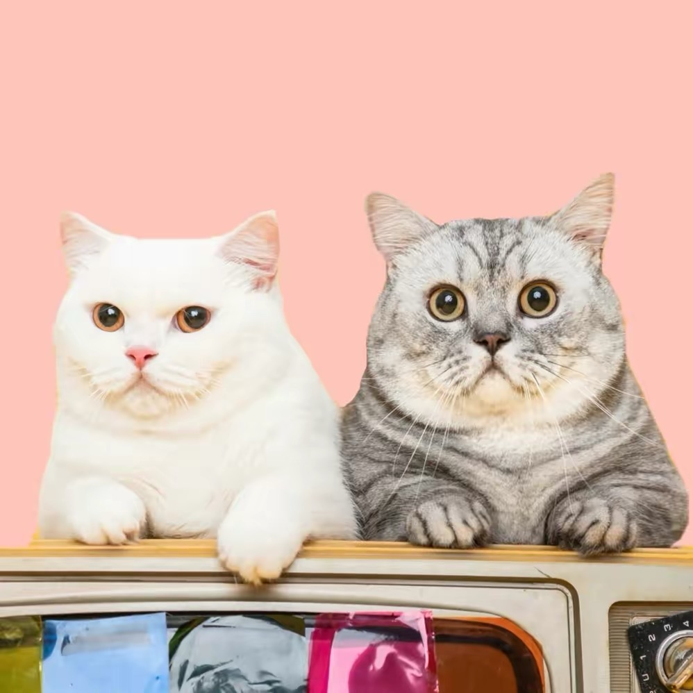 布丁仔和泡芙妹的一天v