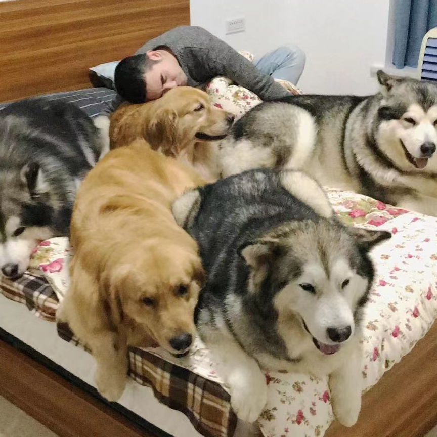 梁彬家的汪星人