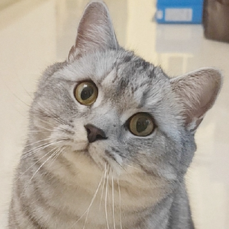 暴躁猫咪小西瓜