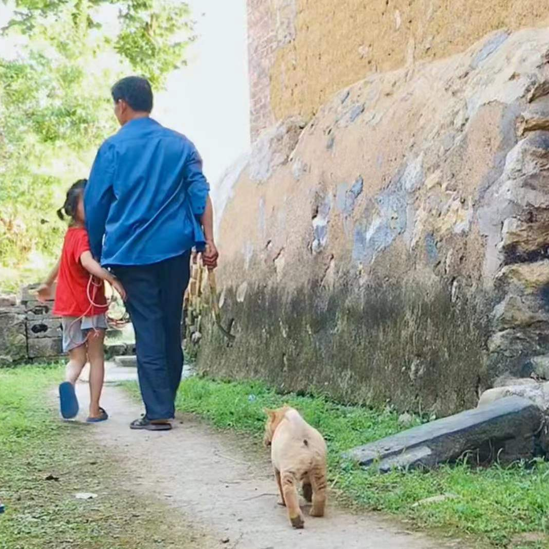 田园犬集市