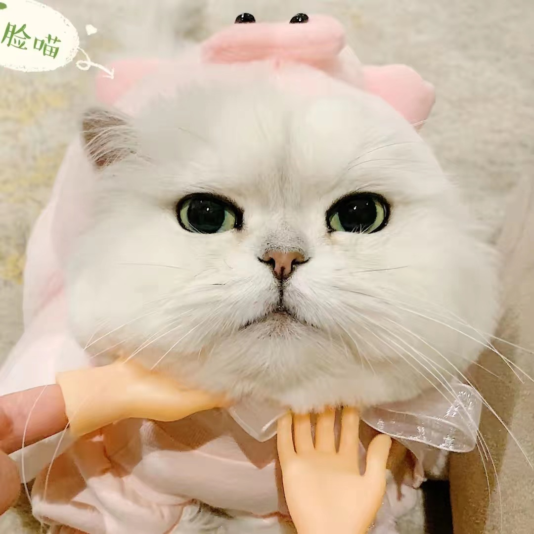 胖头鱼是只猫