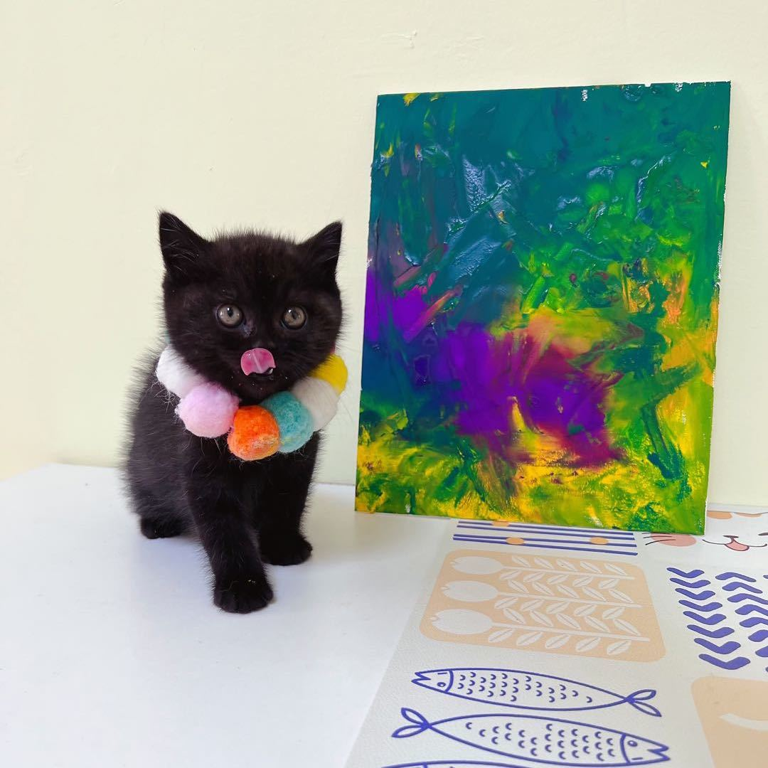 跳跳是只矮脚猫v