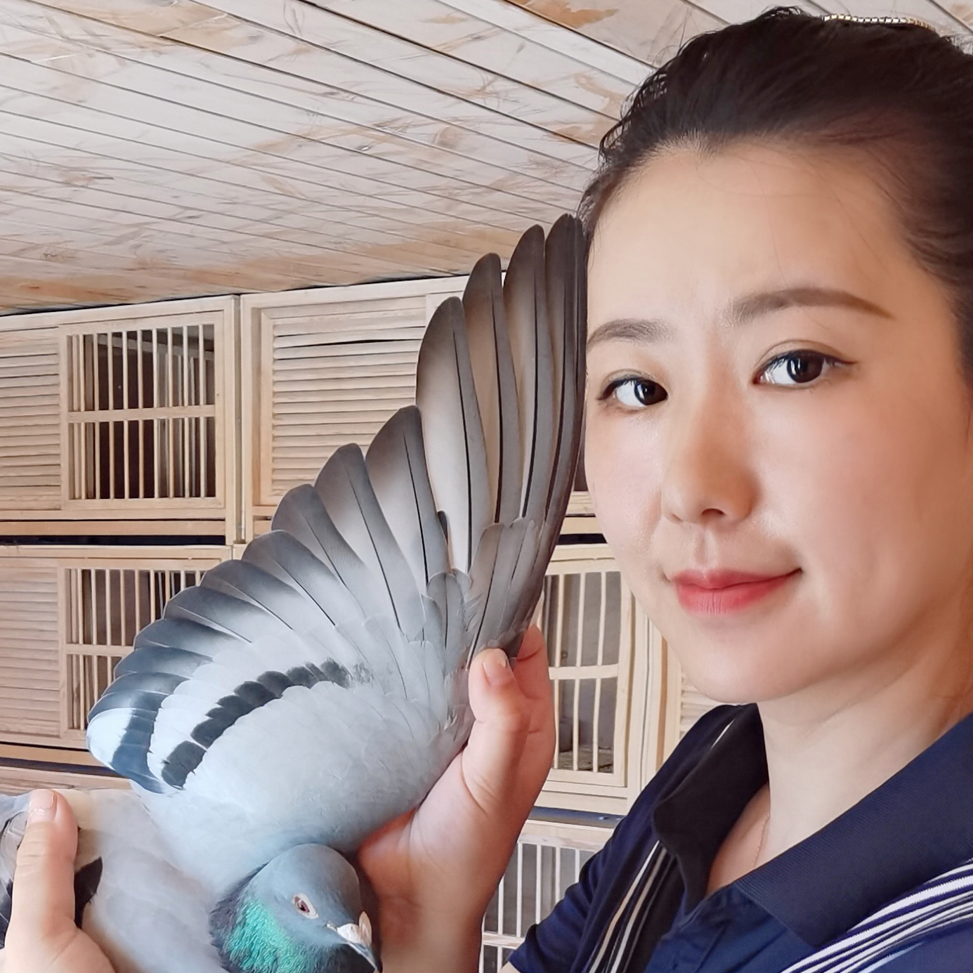 女孩养鸽金太阳鸽舍