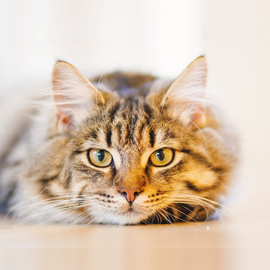 漆园村的猫宝藏