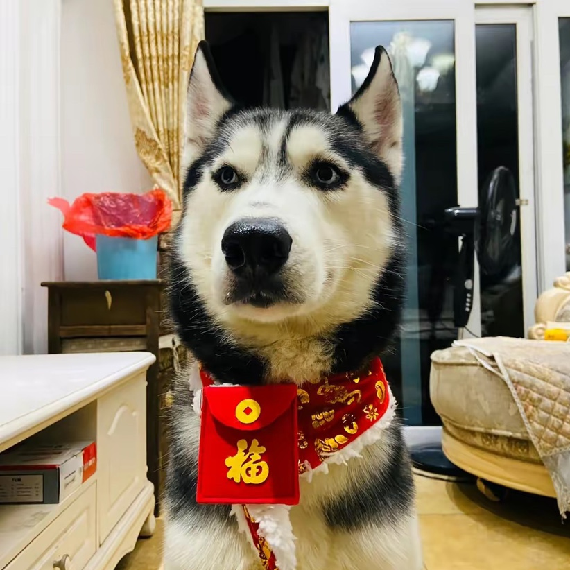 万大哥的小师妹
