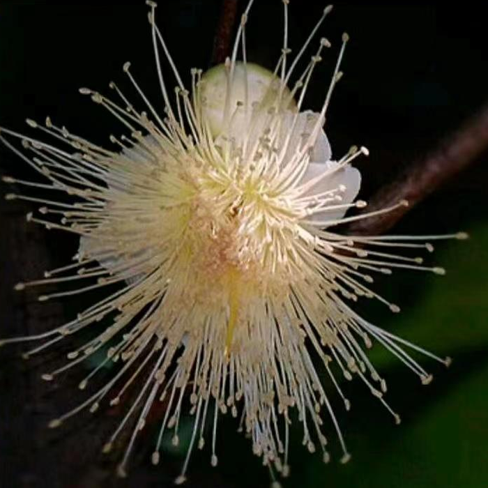 风铃【山野郎中】