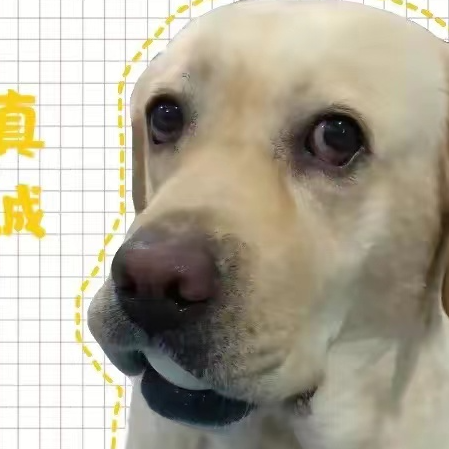 拉布拉多多_1