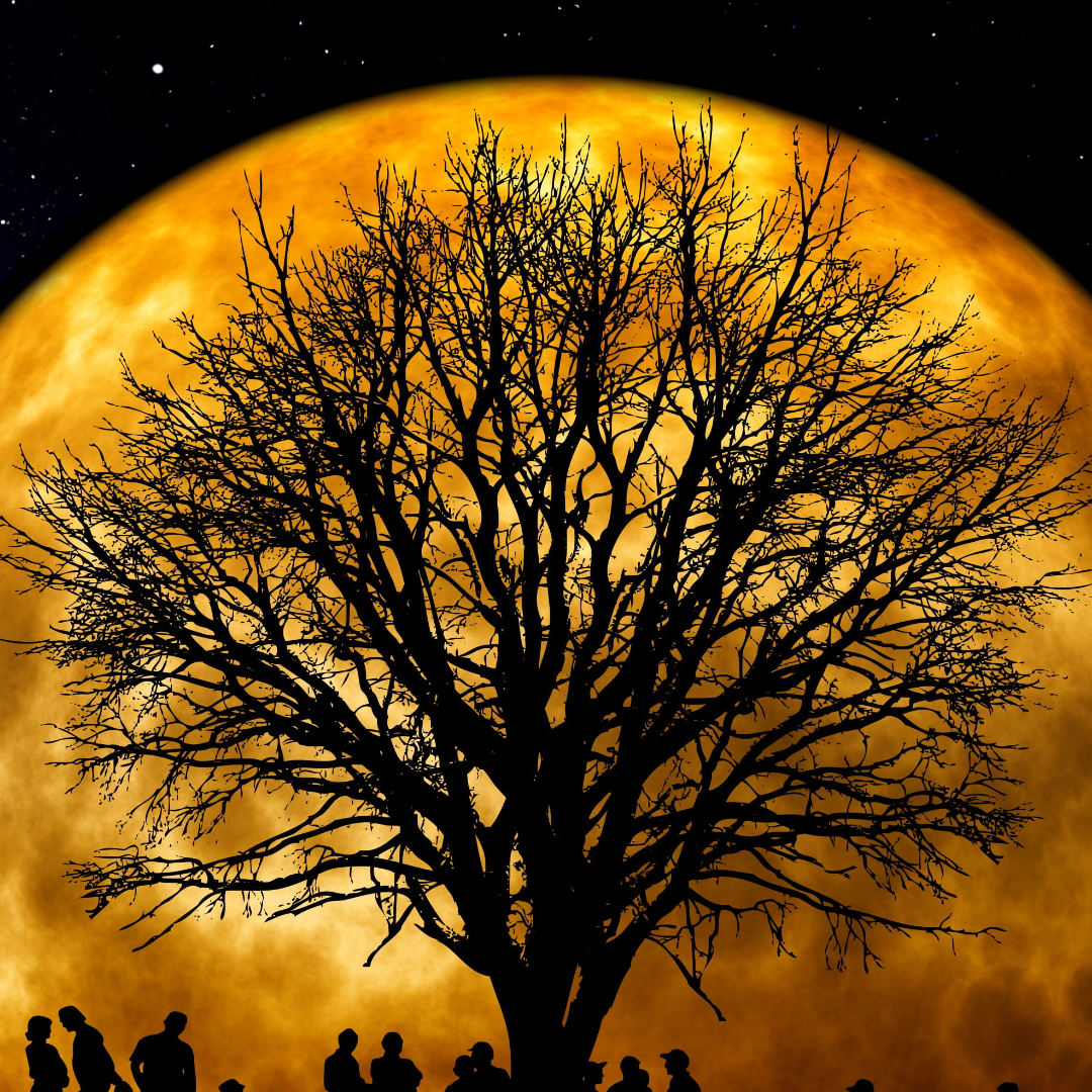 大彪哥动漫解说