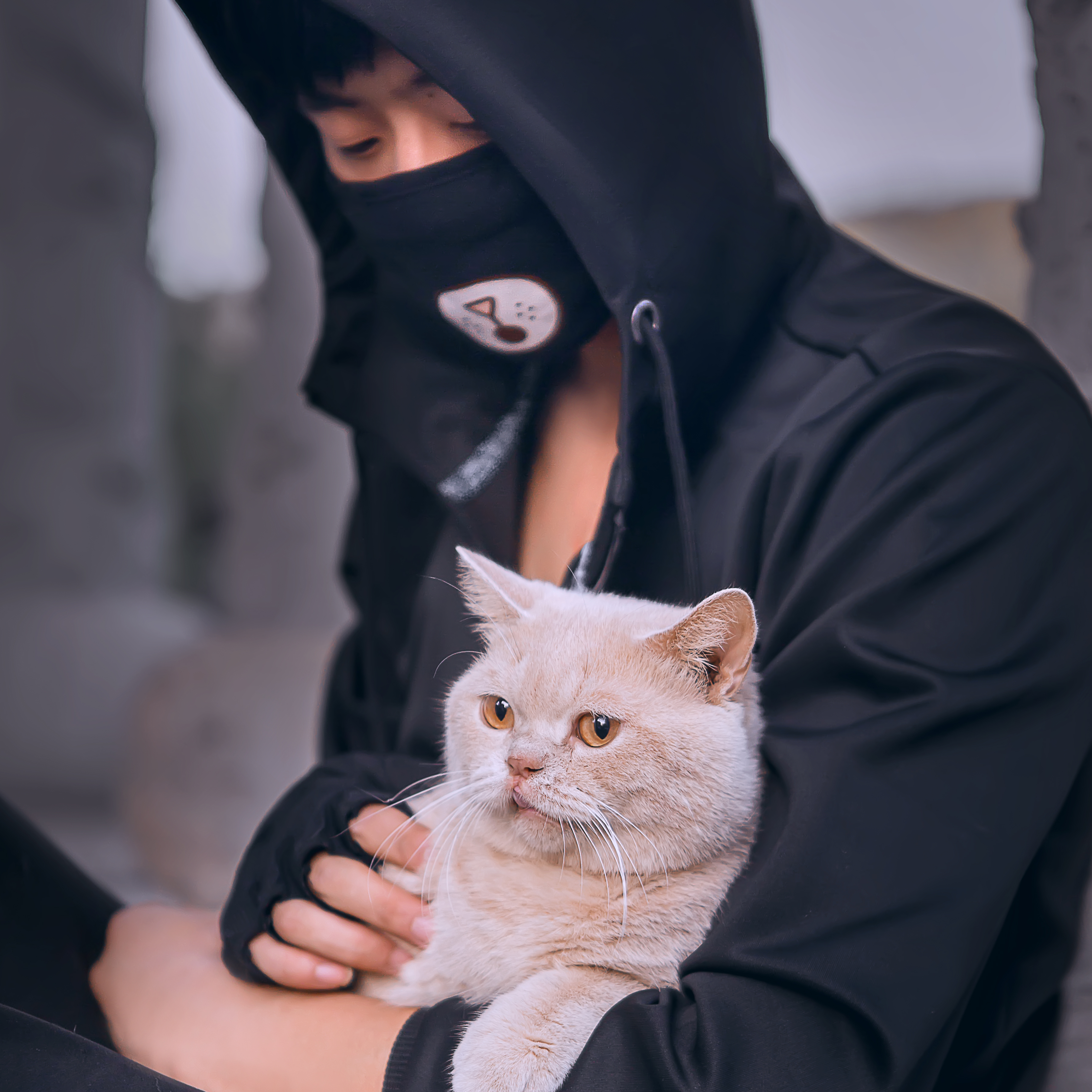 二虎是只心机猫v