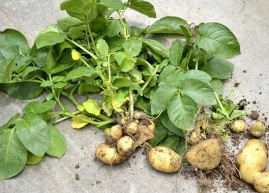 在阳台上种"土豆,只需4个"小步骤,6天发芽,30天变盆栽!