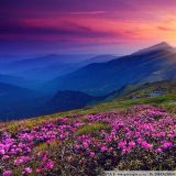 阿斯飞情感大师