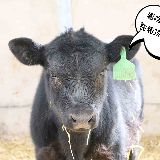 热爱现代牧业的小年轻