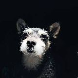 一本正经说娱乐