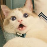 我来挖掘你的笑点